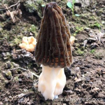 Morchella Esculenta Orgánica Natural